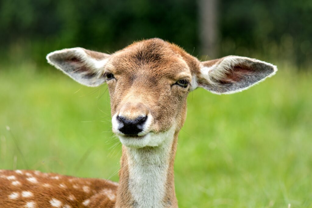 Close-Up of a Serene Deer in Nature - Soft Eyes & Alert Ears Wallpaper