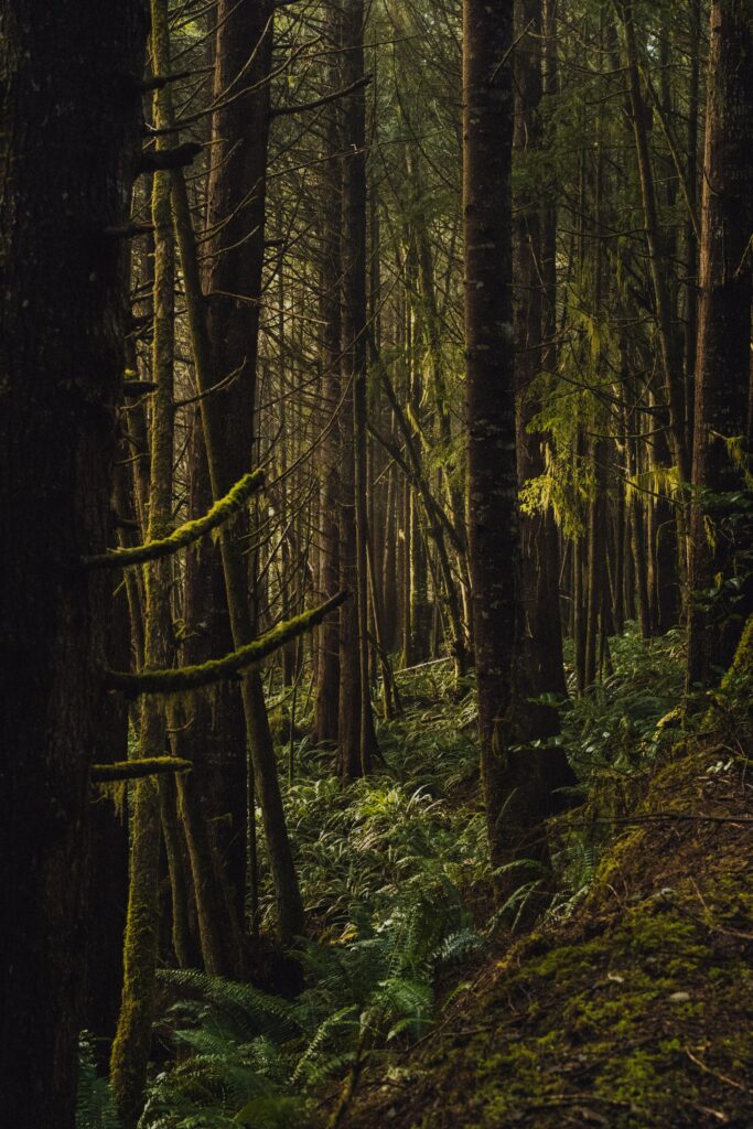 Serene dense forest wallpaper with tall trees sunlight filtering through lush green ferns and moss