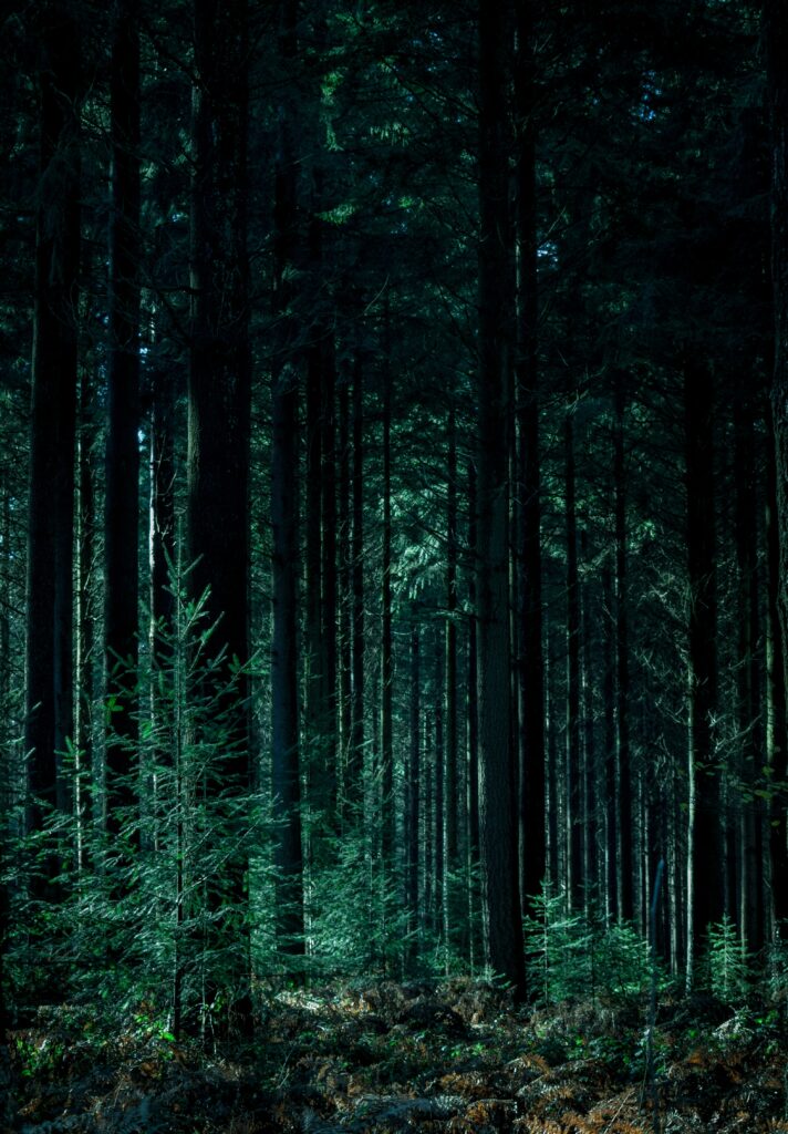 Dense forest wallpaper with tall trees lush green foliage and soft filtered sunlight ambiance
