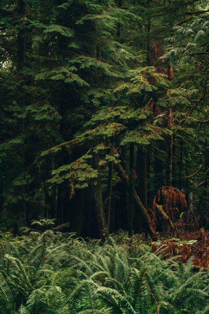 Dense forest wallpaper with towering trees lush green plants and vibrant natural foliage background