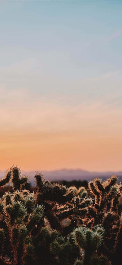 Serene desert landscape with cacti under vibrant sunset sky nature iPhone wallpaper background