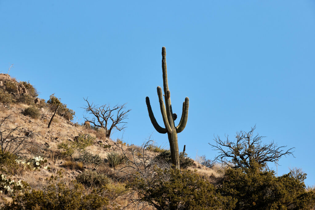 Tall cactus on rugged hillside with bushes and blue sky desert nature wallpaper background
