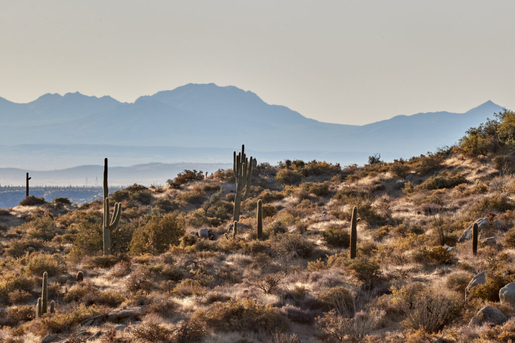 Serene desert landscape with cacti rugged rocks and distant mountains in warm earthy tones Wallpaper