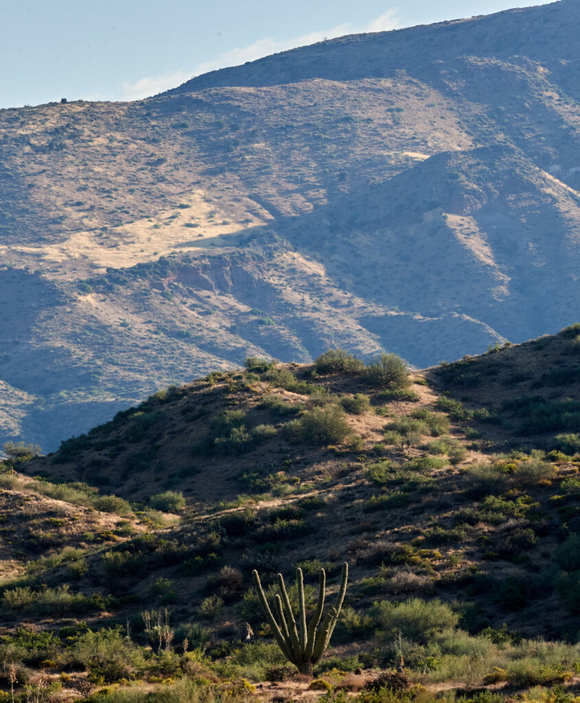 Rolling green hills with cacti and wild grasses below rugged mountain slopes in desert landscape Wallpaper