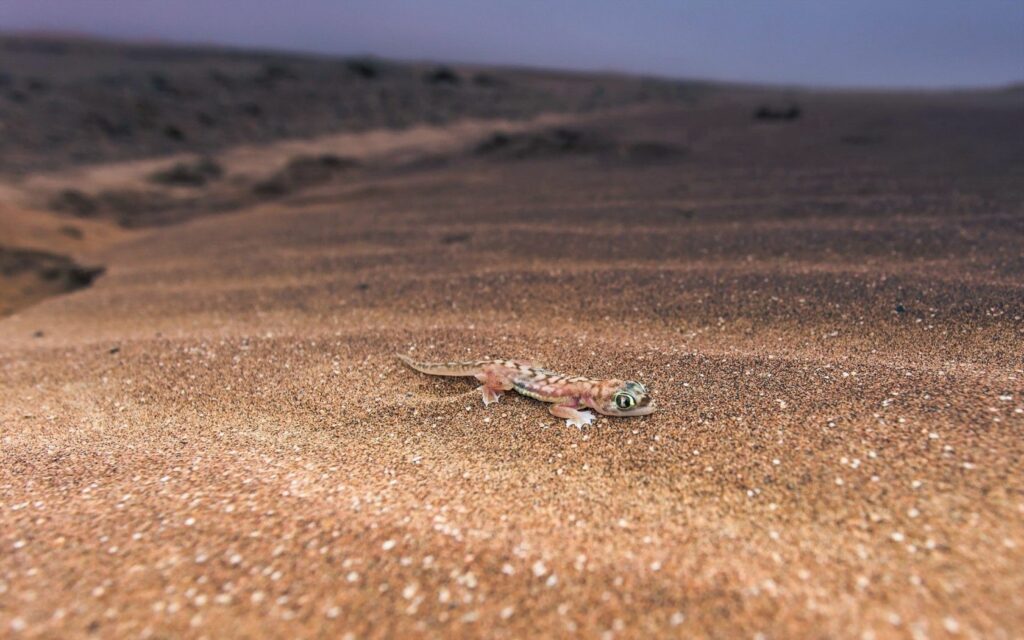 Serene Desert Lizard Wallpaper: Nature's Earthy Harmony