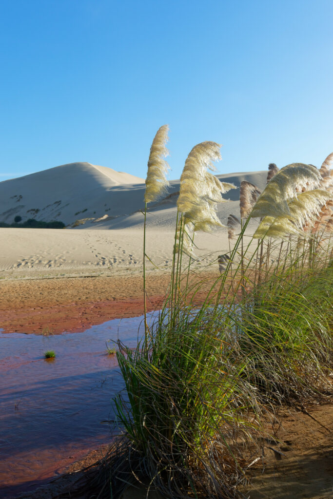 Serene desert oasis with golden dunes green plants reeds and reflective water under blue sky wallpaper