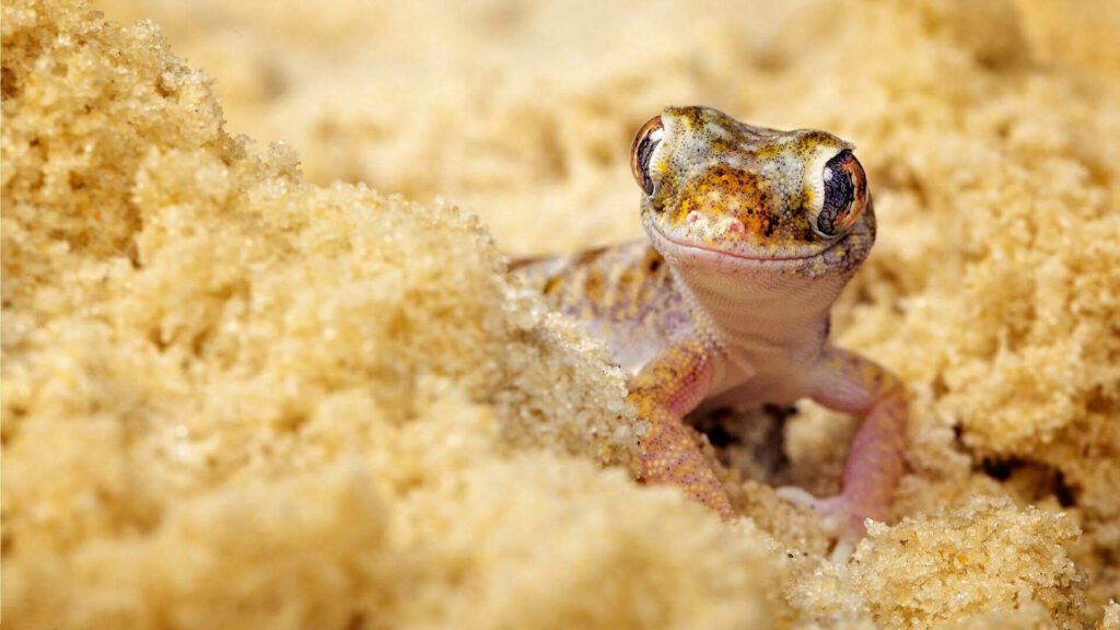 Serene Desert Scene: Small Brown Gecko on Textured Sand Background Wallpaper