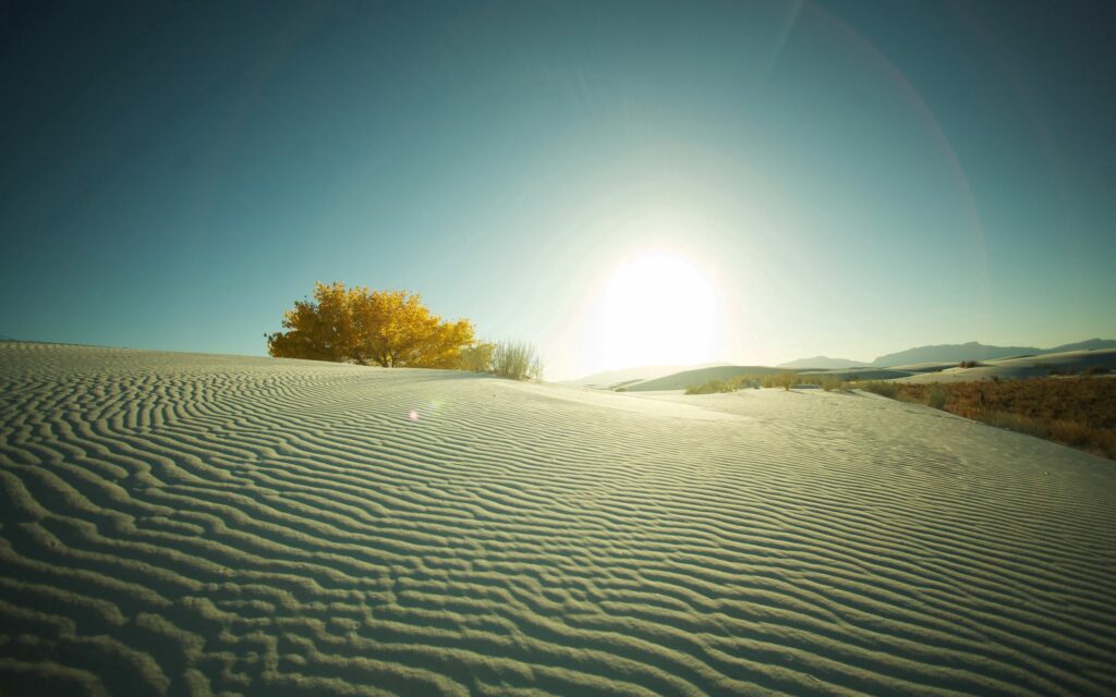 Serene desert sand dunes and solitary golden tree at sunset warm tranquil landscape wallpaper