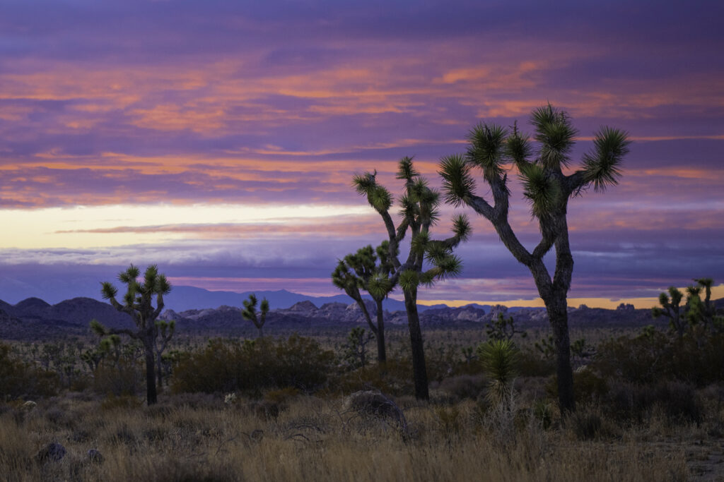 Sunset desert landscape with Joshua trees rugged mountains and colorful vibrant sky wallpaper