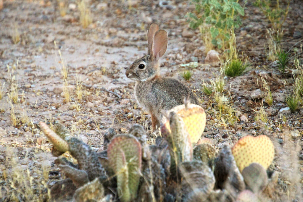 Serene Desert Wallpaper: Rabbit Nestled Among Cacti in Earthy Tones