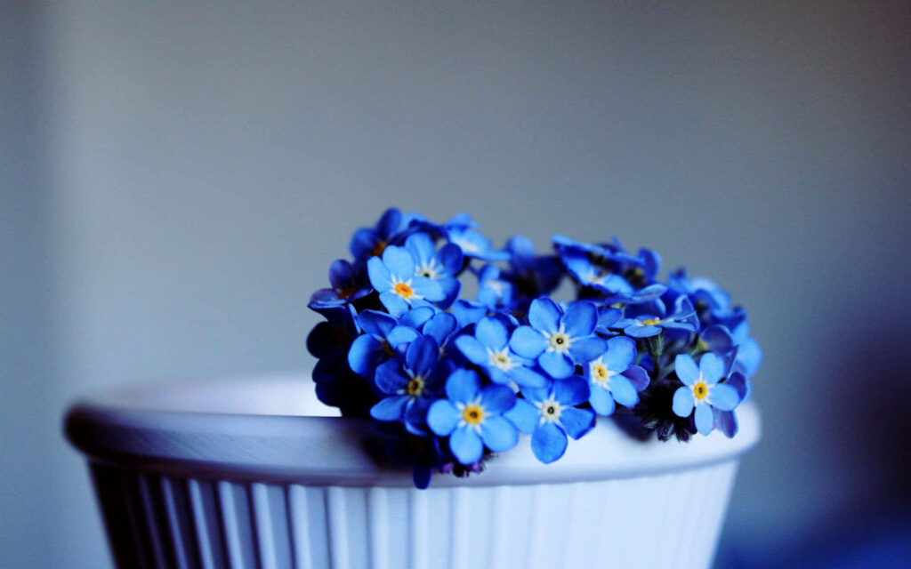 Calm Blue Daisy Wallpaper in White Container - Serene Background