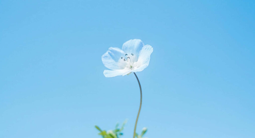Calming Blue Flower Desktop Wallpaper Against Clear Sky Background