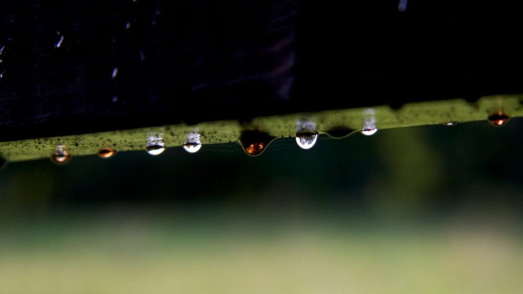 Serene Dew Drop Wallpaper on Dark Branch with Blurred Greenery