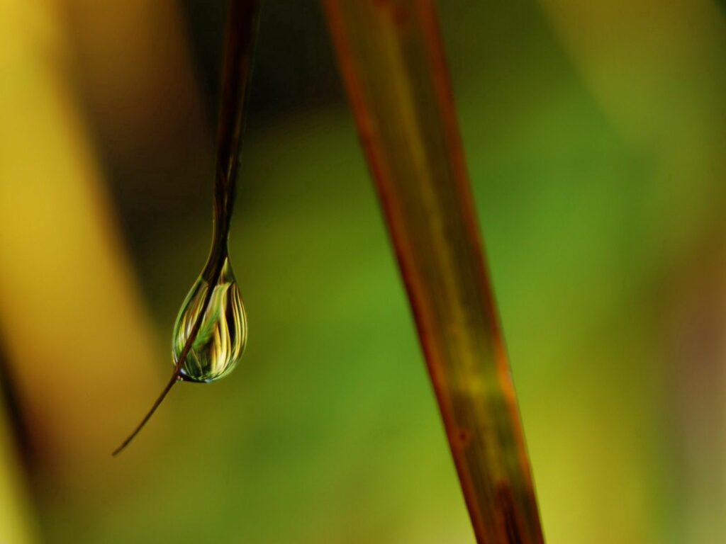Serene Dew Drop on Grass Blade - Nature-Inspired Wallpaper Background