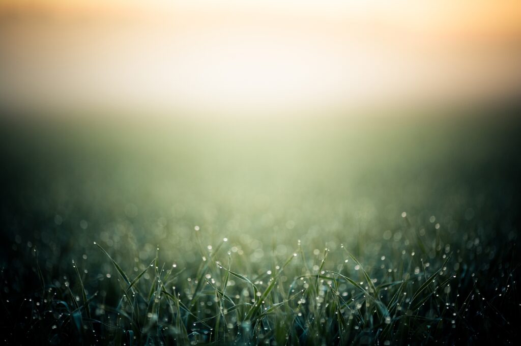 Calming Grass Wallpaper: Dewdrops & Soft Fog Background