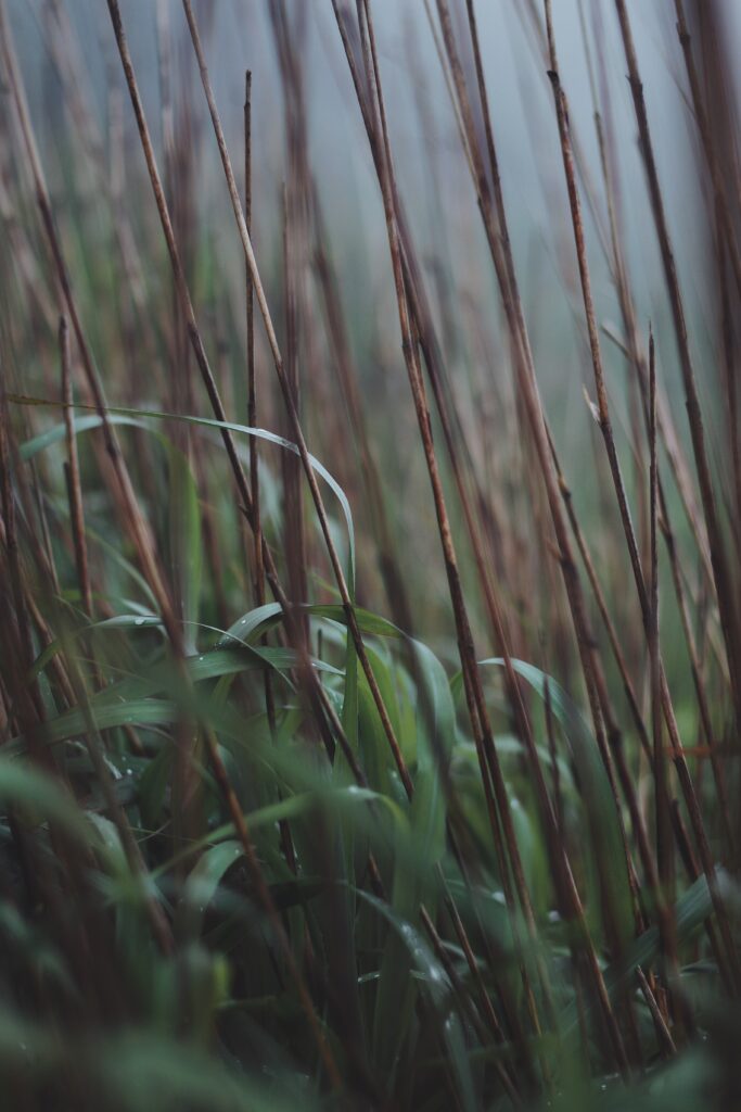 Serene Dew-Kissed Grass & Reeds: Misty Wallpaper Background