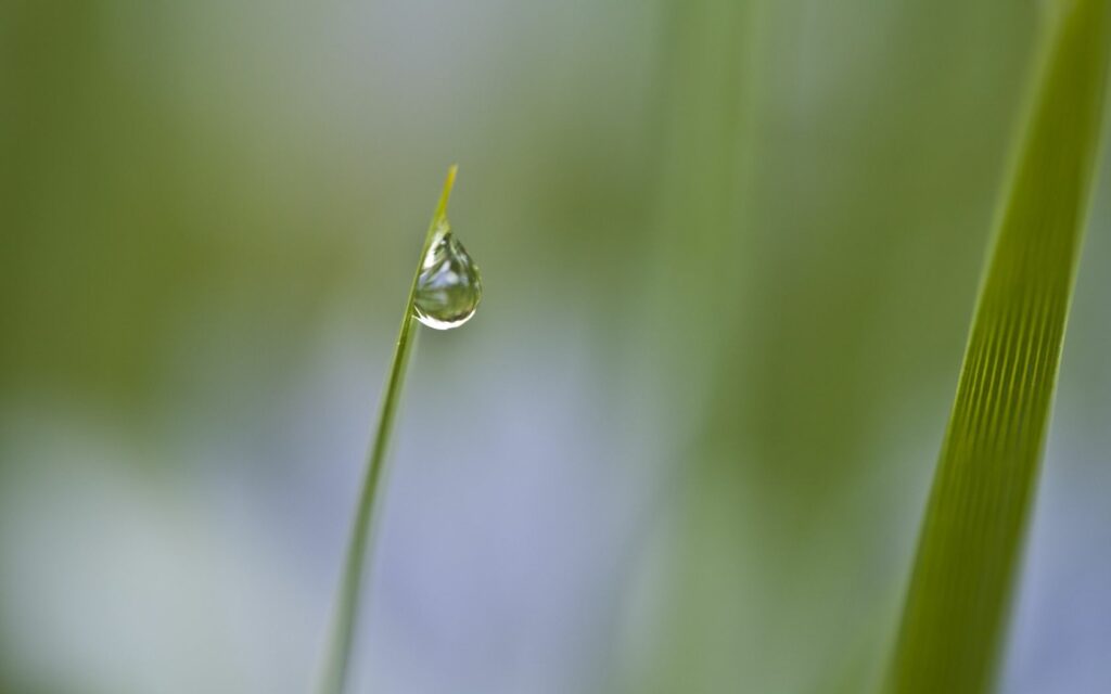 Serene Dewdrop Wallpaper: Close-Up on Grass with Foggy Green Background