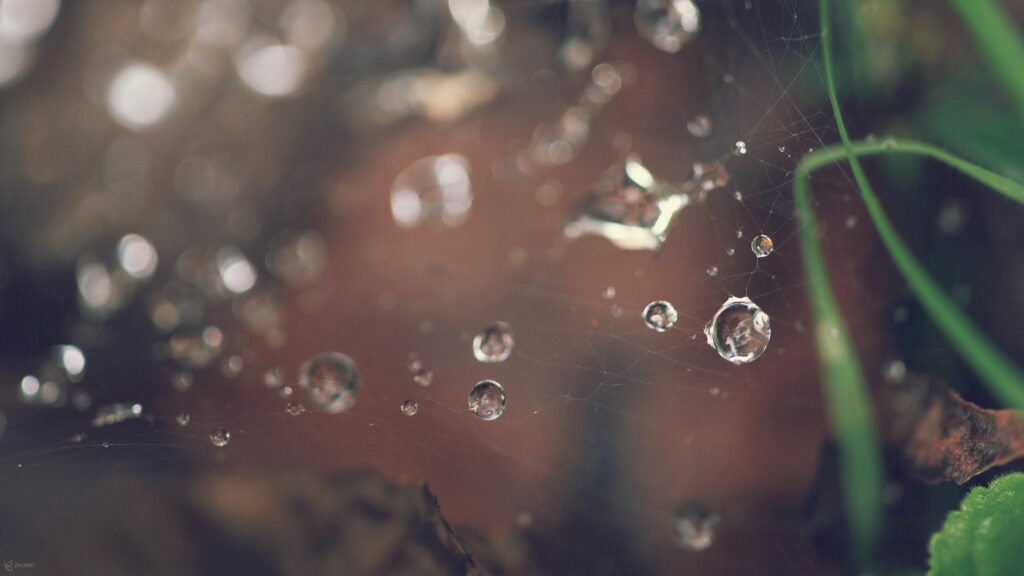 Serene Dewdrops on Spider Web: Nature Wallpaper Background