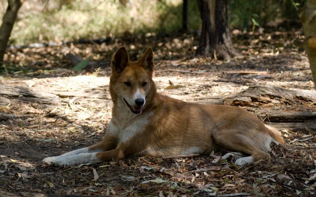 Serene Dingo Wallpaper: Nature's Calm 1680x1050 Background