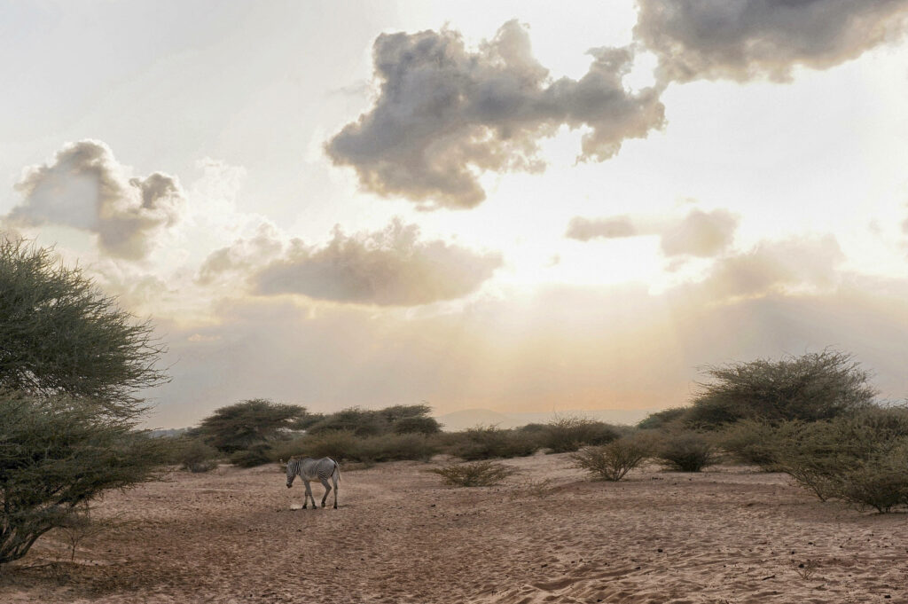 Serene Djibouti Landscape Wallpaper with Lone Animal in Sunlight