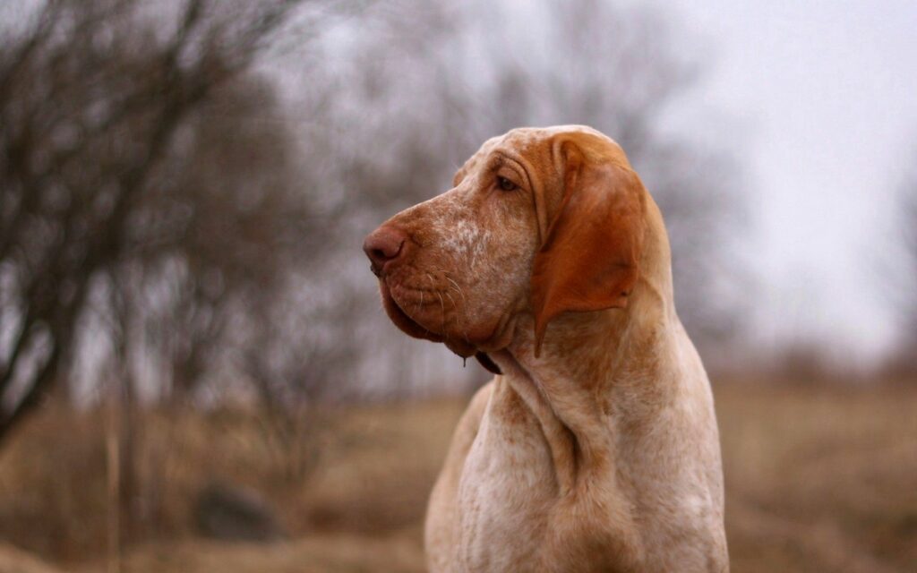 Serene Dog Profile Wallpaper: Loyalty & Friendship in Nature