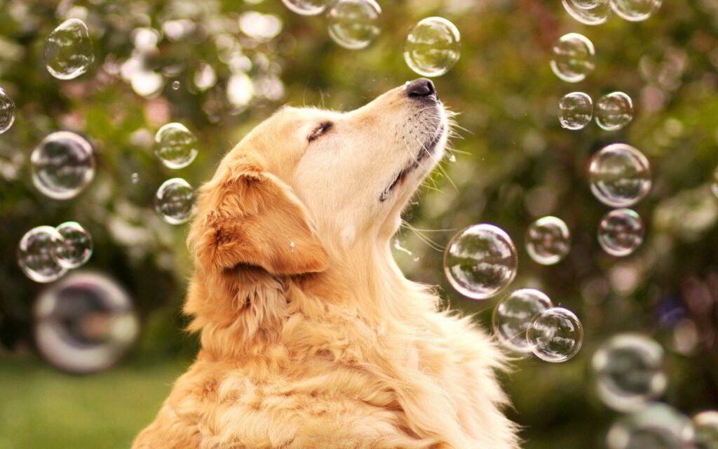 Serene Dog Wallpaper: Gentle Pup with Floating Bubbles