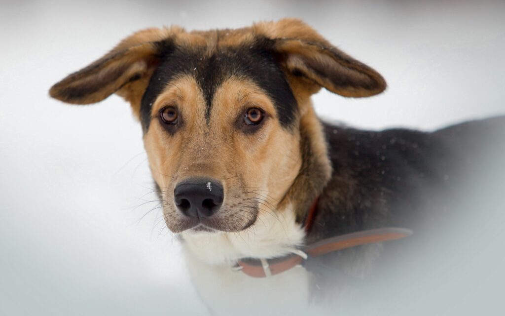 Serene Dog Close-Up Wallpaper in Misty Atmosphere