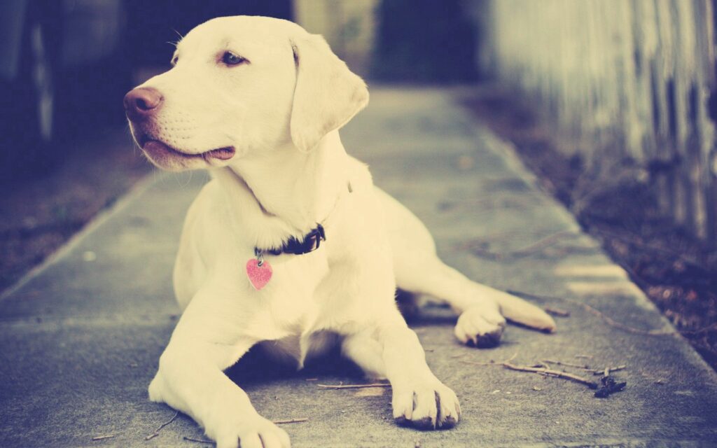 Relaxed Dog on Pathway Wallpaper: Serene Scene with Gentle Light