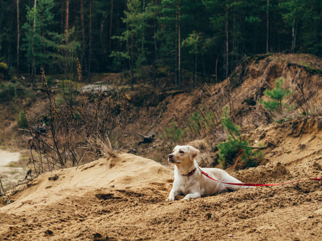 Serene Dog Wallpaper: Resting on Sandy Terrain with Lush Greenery