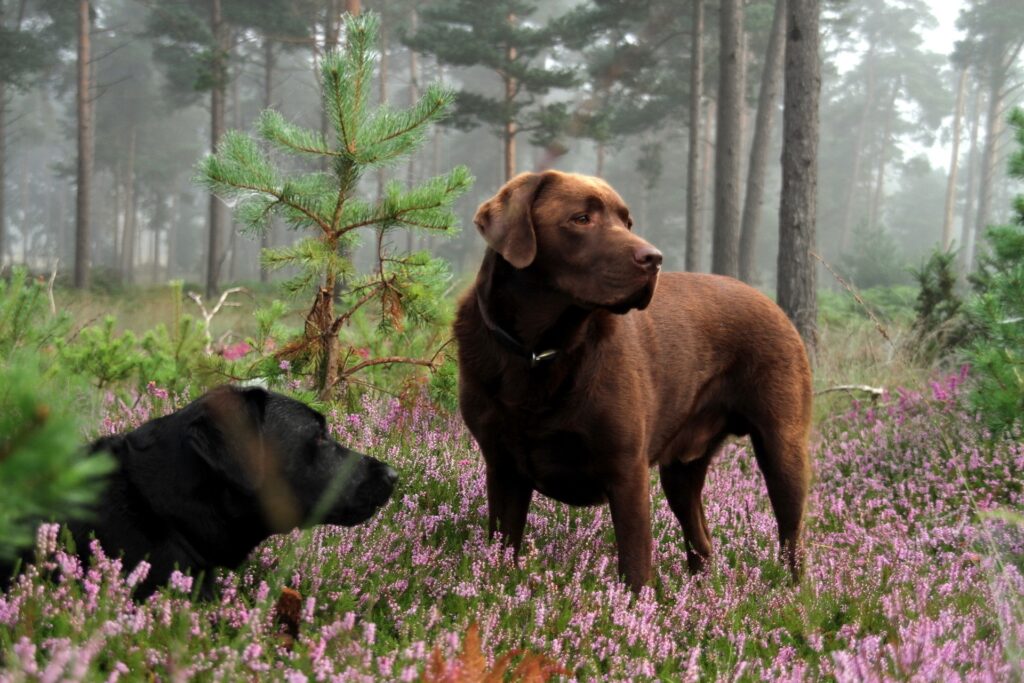 Serene Meadow Wallpaper: Two Dogs in Lush Grass & Vibrant Flowers