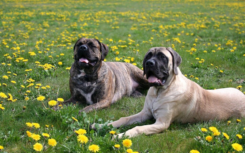 Serene 1920x1200 Wallpaper: Two Dogs on Grassy Field with Flowers