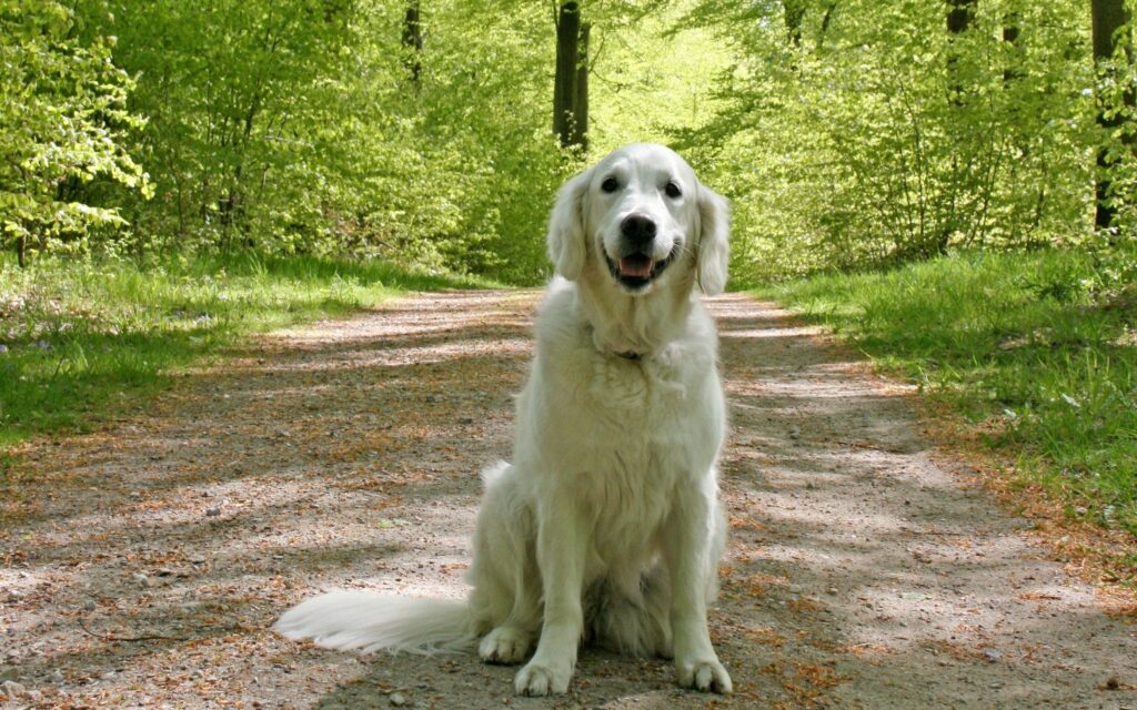 Serene Forest Path with Friendly Dog in Sunlit Lush Green Setting Wallpaper