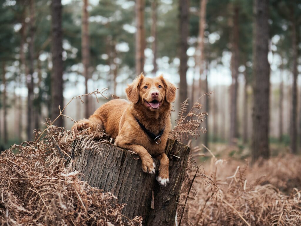 Serene Dog on Tree Stump in Peaceful Forest Wallpaper Background