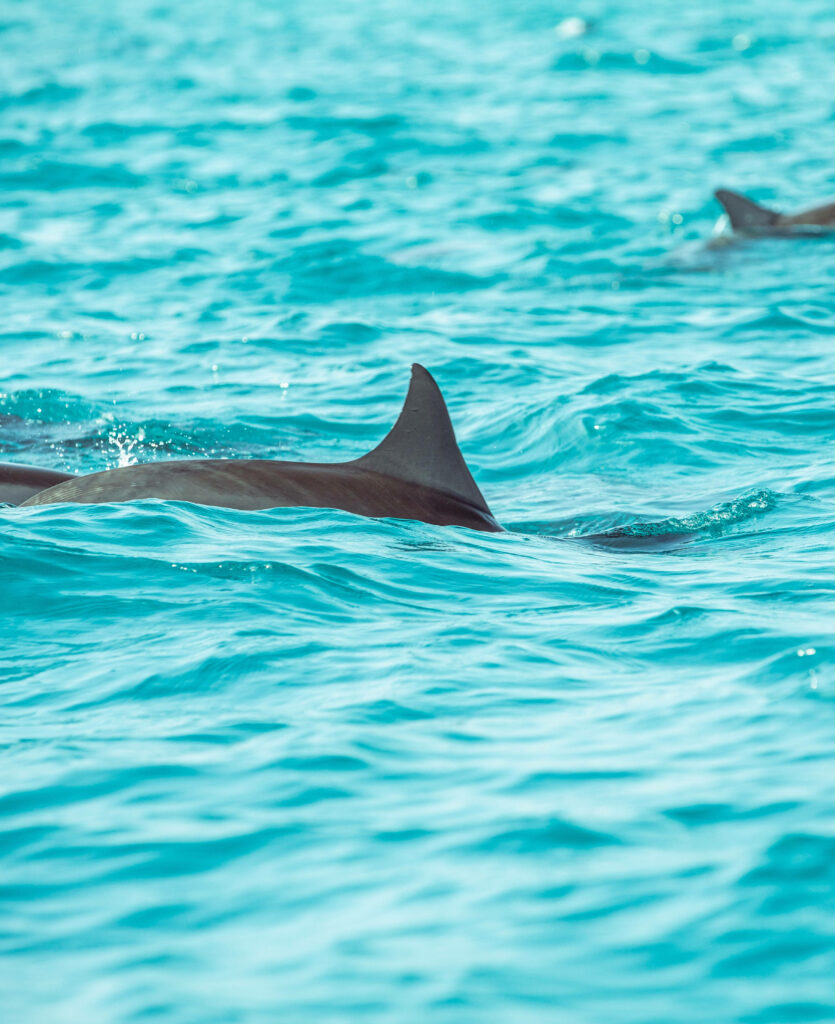 Minimalist Dolphin Dorsal Fin Wallpaper in Turquoise Waters
