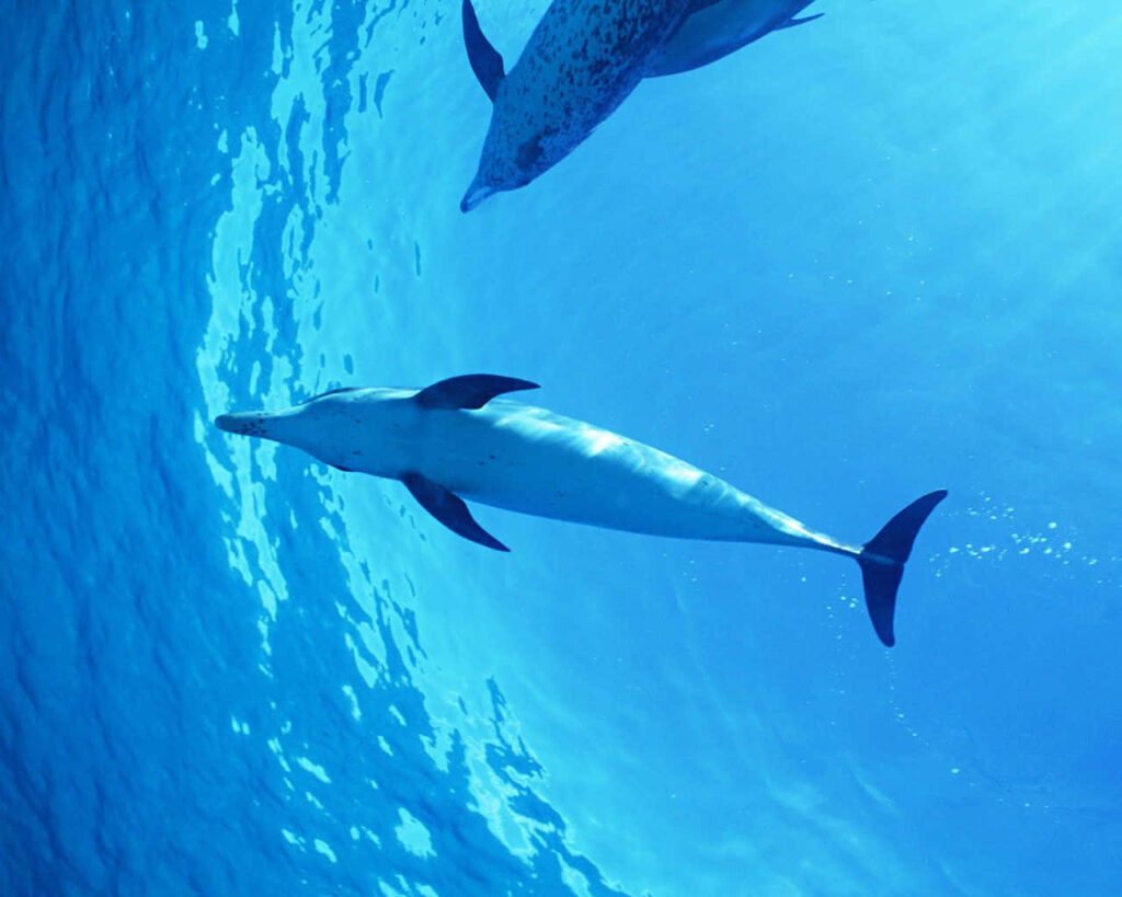 Tranquil Ocean Wallpaper: Dolphins in Azure Waters Background