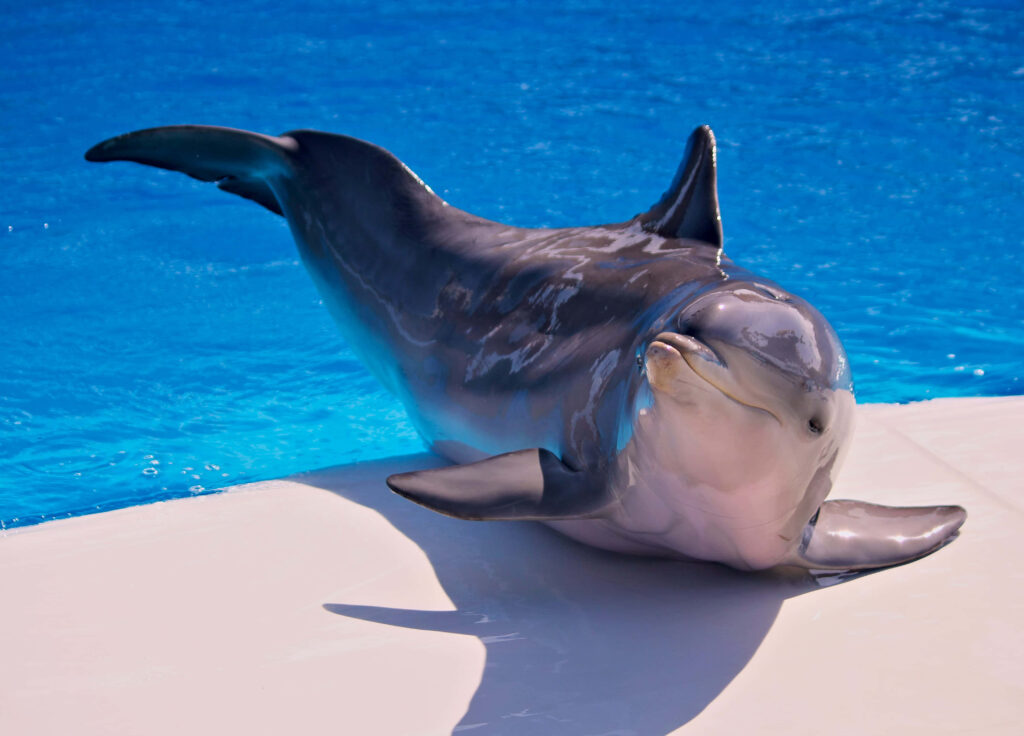 Serene Dolphin on White Surface: Vibrant Blue Pool Wallpaper