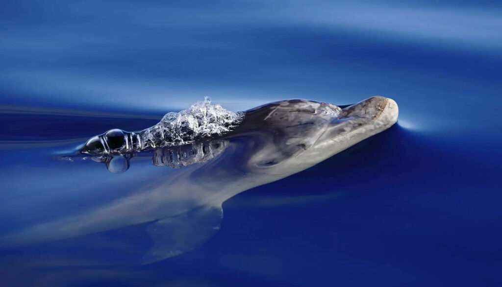 Dolphin Wallpaper: Serene Ocean Scene with Playful Energy