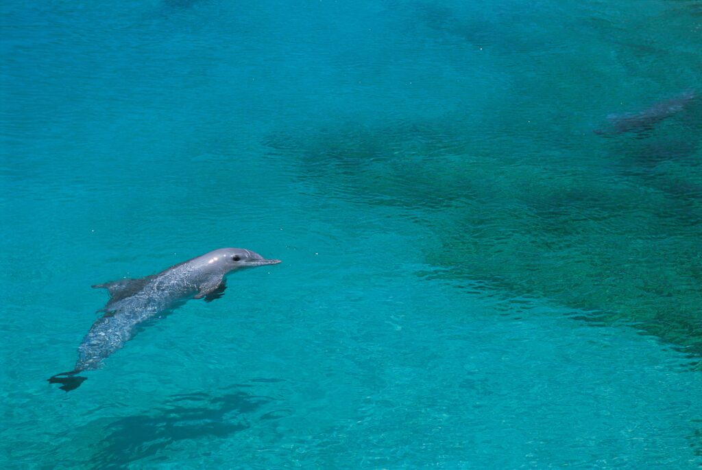 Graceful Dolphin in Crystal-Clear Turquoise Water Wallpaper