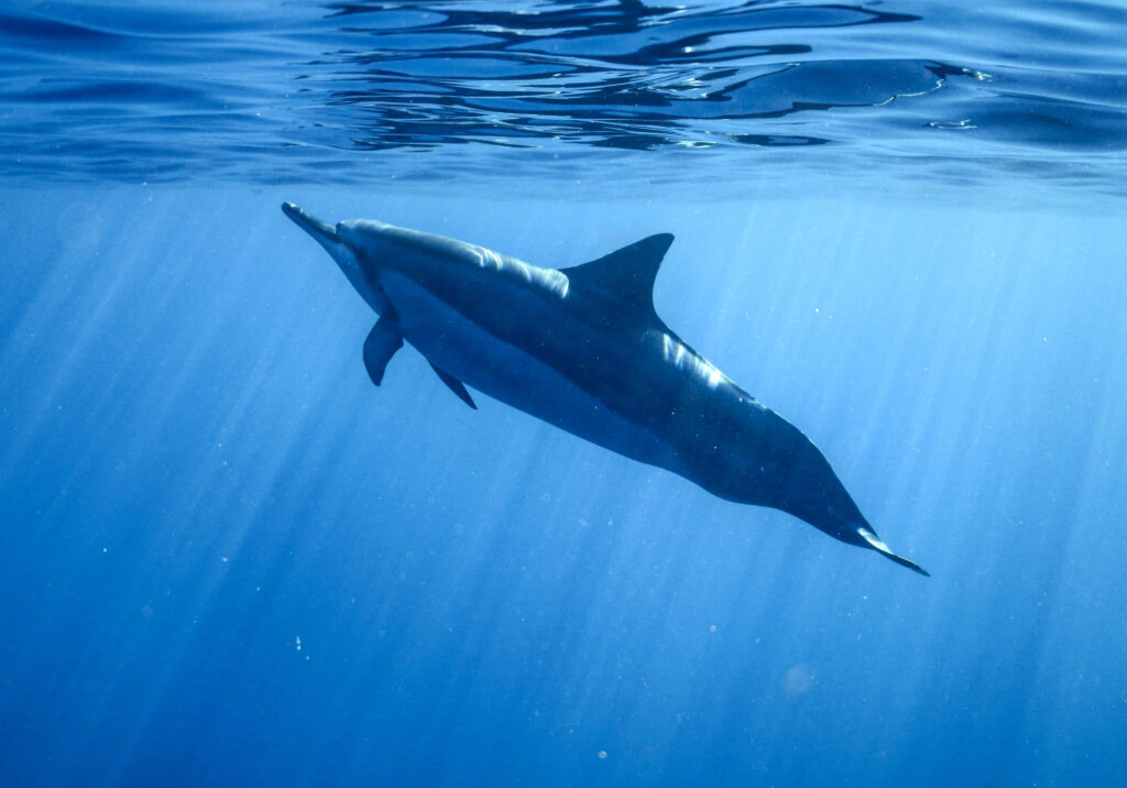 Serene Dolphin Wallpaper: Graceful Swim in Crystal-Clear Ocean