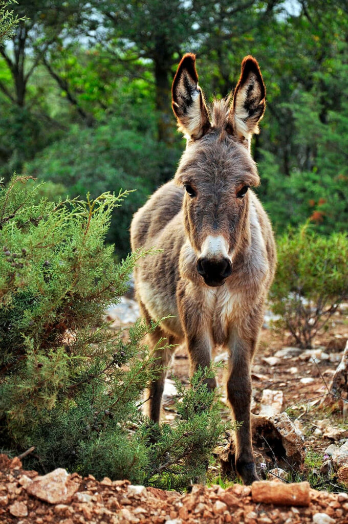 Serene Forest Donkey Wallpaper: Rustic Nature's Tranquil Background