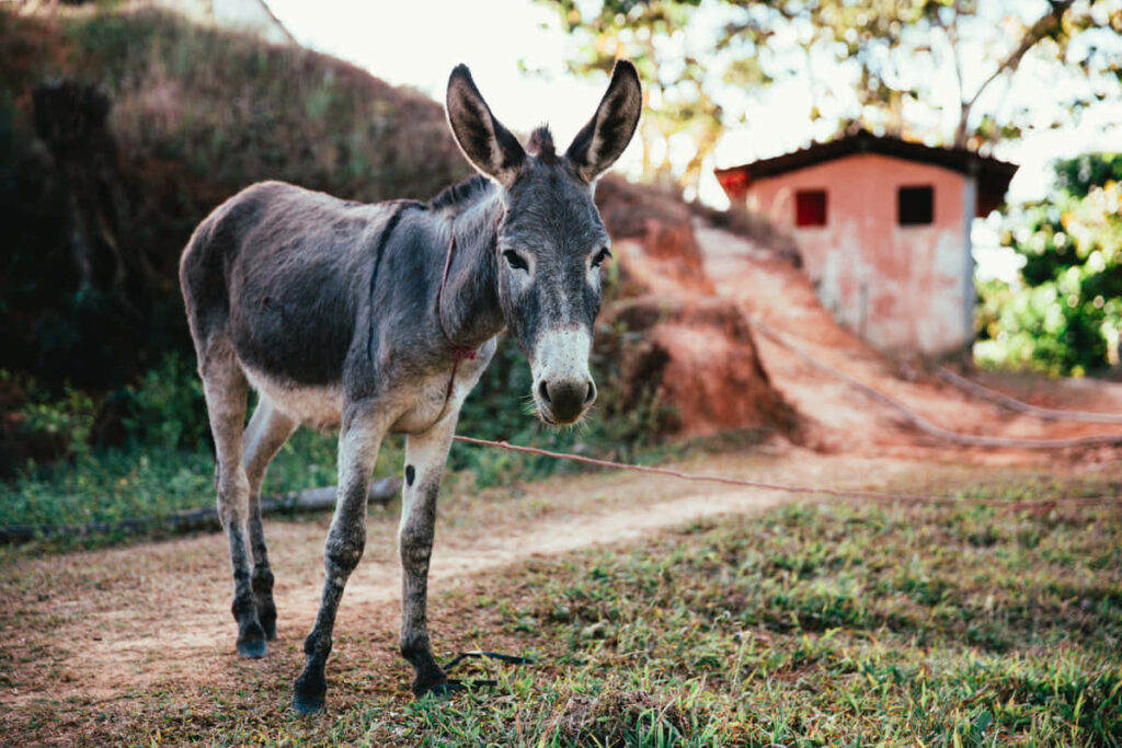 Serene Donkey Wallpaper: Peaceful Rural Scene & Rustic Background