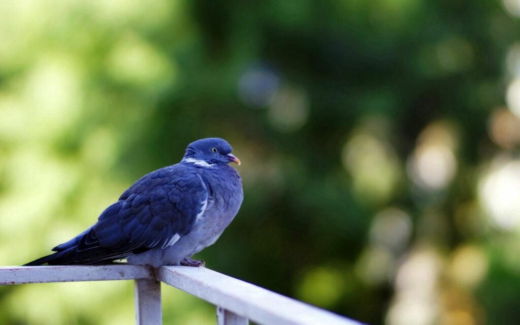 Serene Dove on Metal Railing: Nature's Peaceful Background Wallpaper