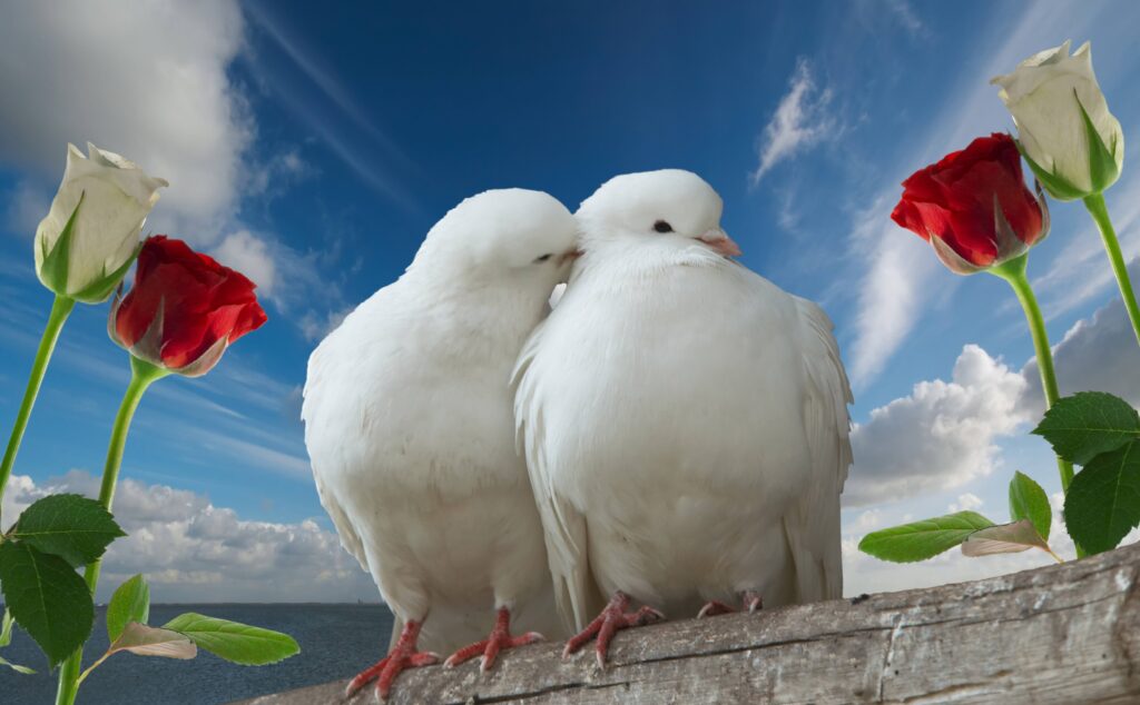 Romantic Dove Wallpaper: Love, Roses & Serene Blue Sky Background
