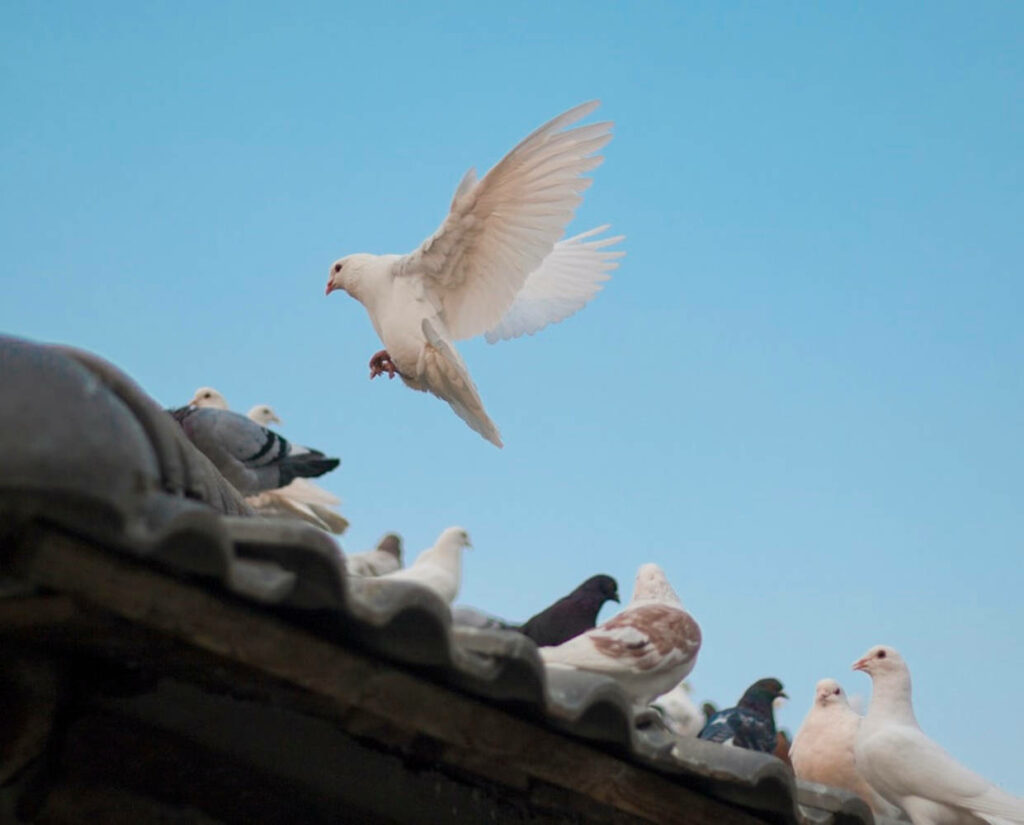 Peaceful Dove and Pigeon Wallpaper: Serene Sky View