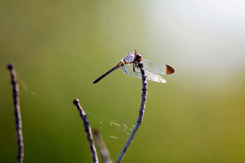 Serene Dragonfly Close-Up: Delicate Wings on a Soft Green Wallpaper