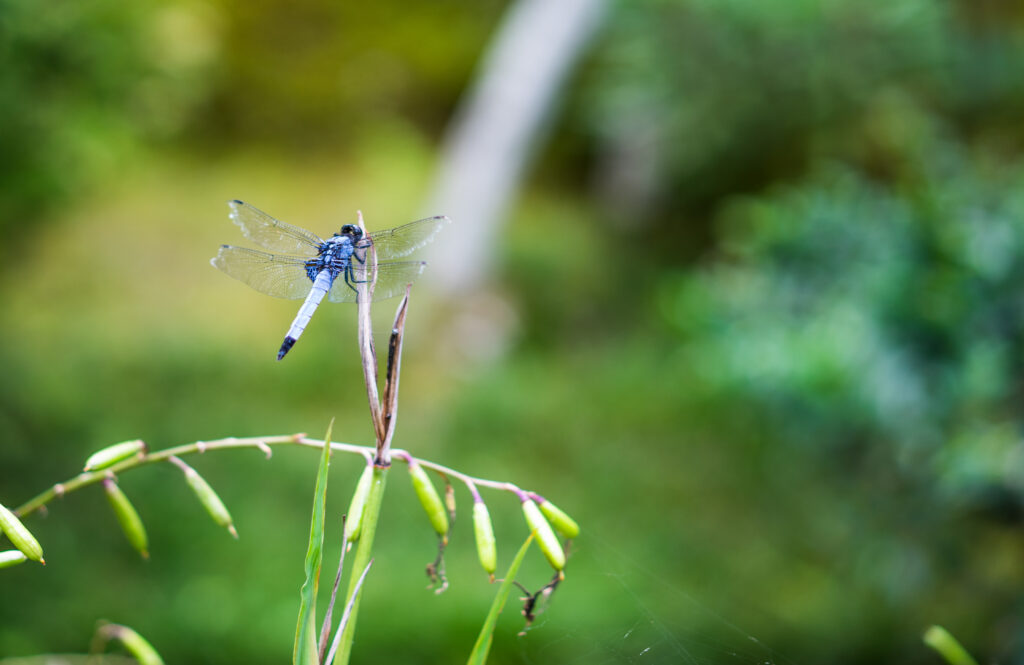 Serene Dragonfly Macro Wallpaper: Graceful Nature on Blurred Green