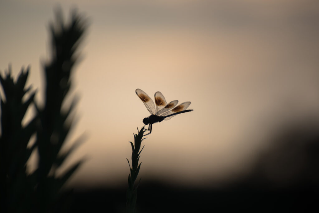 Serene Macro Wallpaper: Dragonfly on Plant with Soft Blurred Background