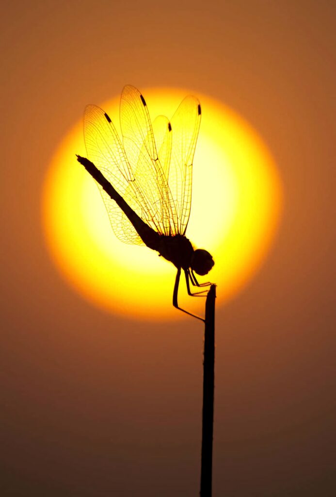 Stunning Dragonfly Silhouette Wallpaper Against Vibrant Sunset