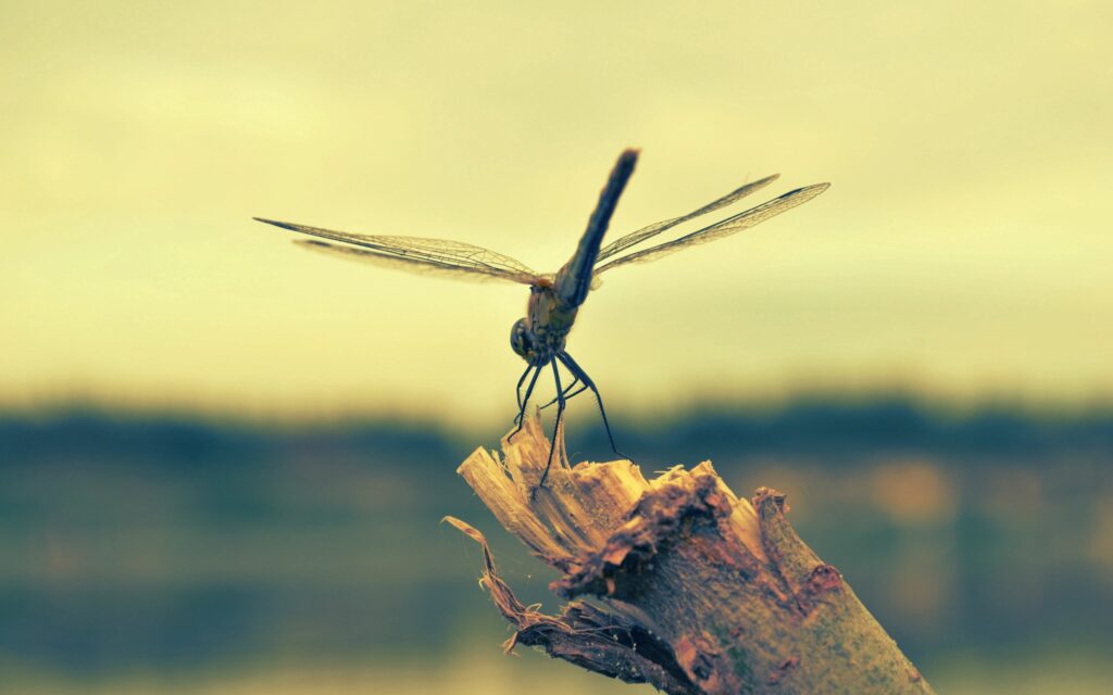 Serene Dragonfly Wallpaper: Delicate Wings on Dreamy Background