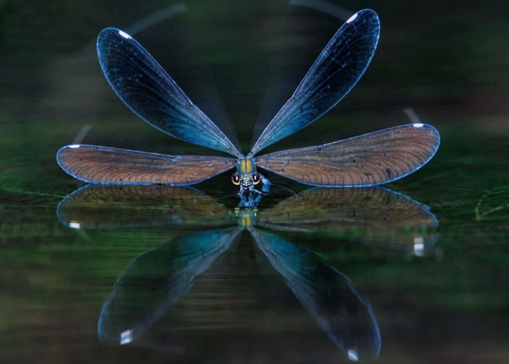 Serene Dragonfly Wallpaper: Detailed Wings Above Shimmering Water
